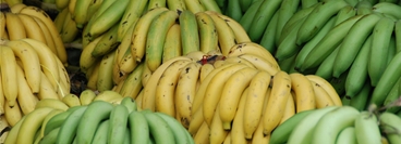 The close-up shows bananas. This picture is used for the application of BANARG.
